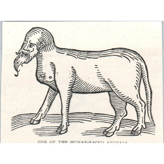 One of the Human-Faced Animals 1897 Victorian Engraving AE9-TS12