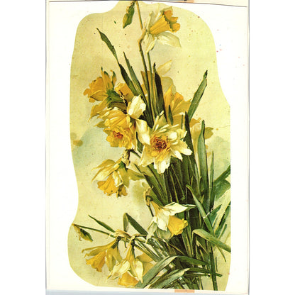 Antique Print - Yellow Daffodils Floral Art Print 7x10 V6