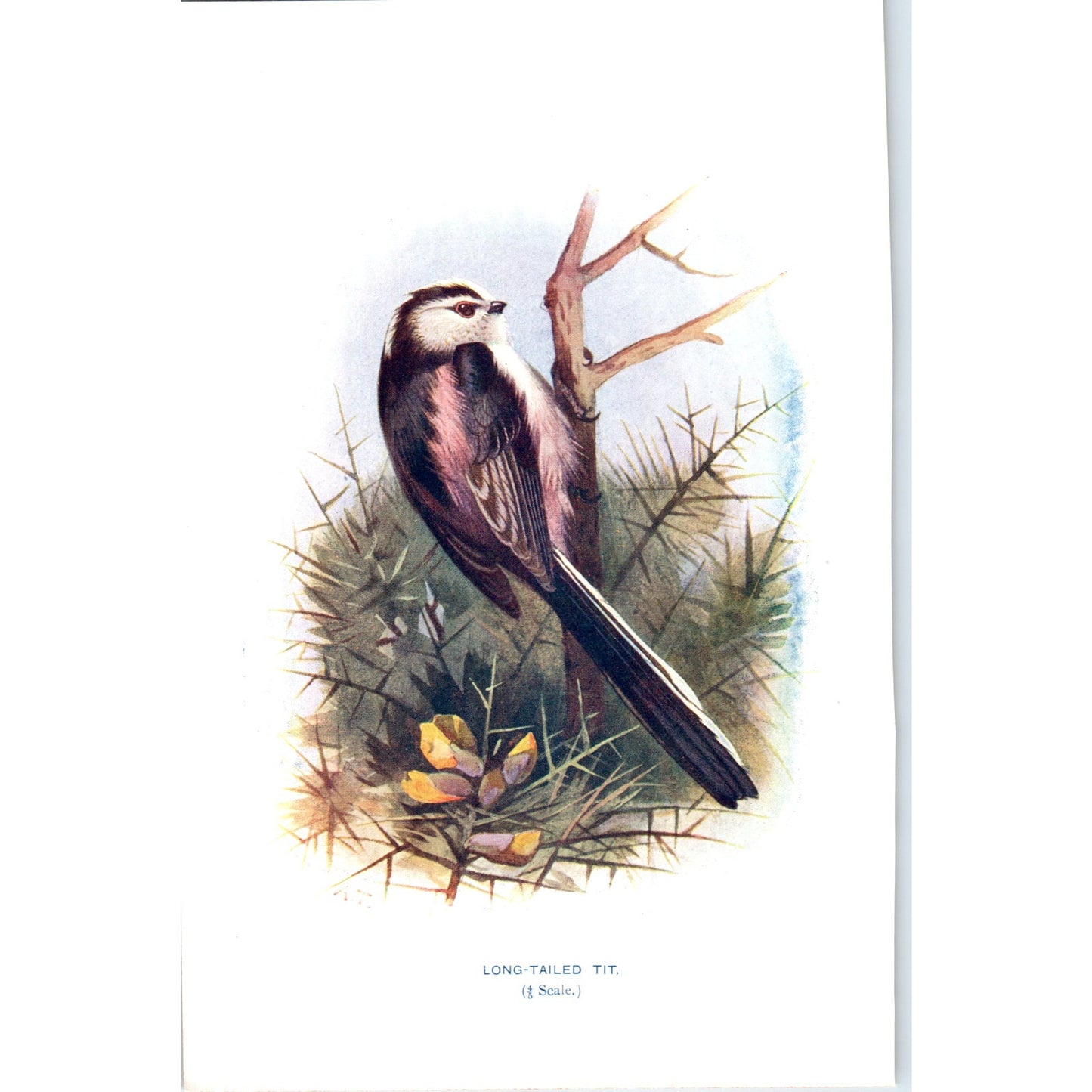Long-Tailed Tit Bird 1903 Original Color Engraving Plate Print AD8-B2