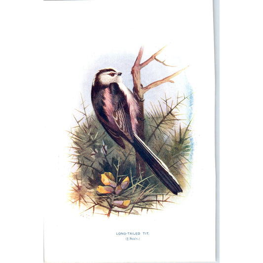 Long-Tailed Tit Bird 1903 Original Color Engraving Plate Print AD8-B2