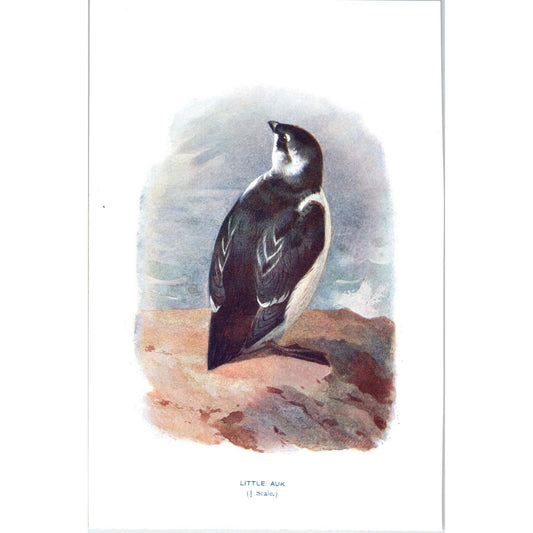 Little Auk Bird 1903 Original Color Engraving Plate Print AD8-B2
