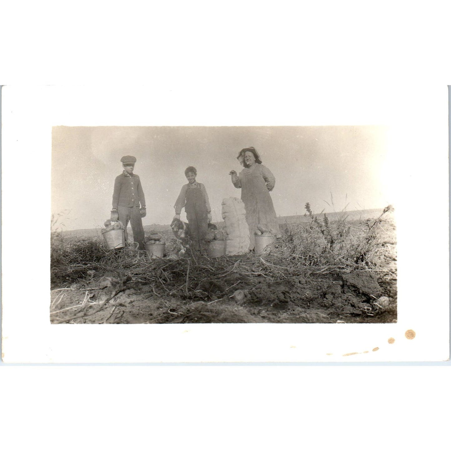 Two Boys and a Lady Harvesting Potatoes on a Farm c1910 RPPC Postcard AB9