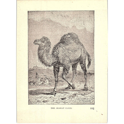 The Arabian Camel 1902 Engraving Plate AF4-H3