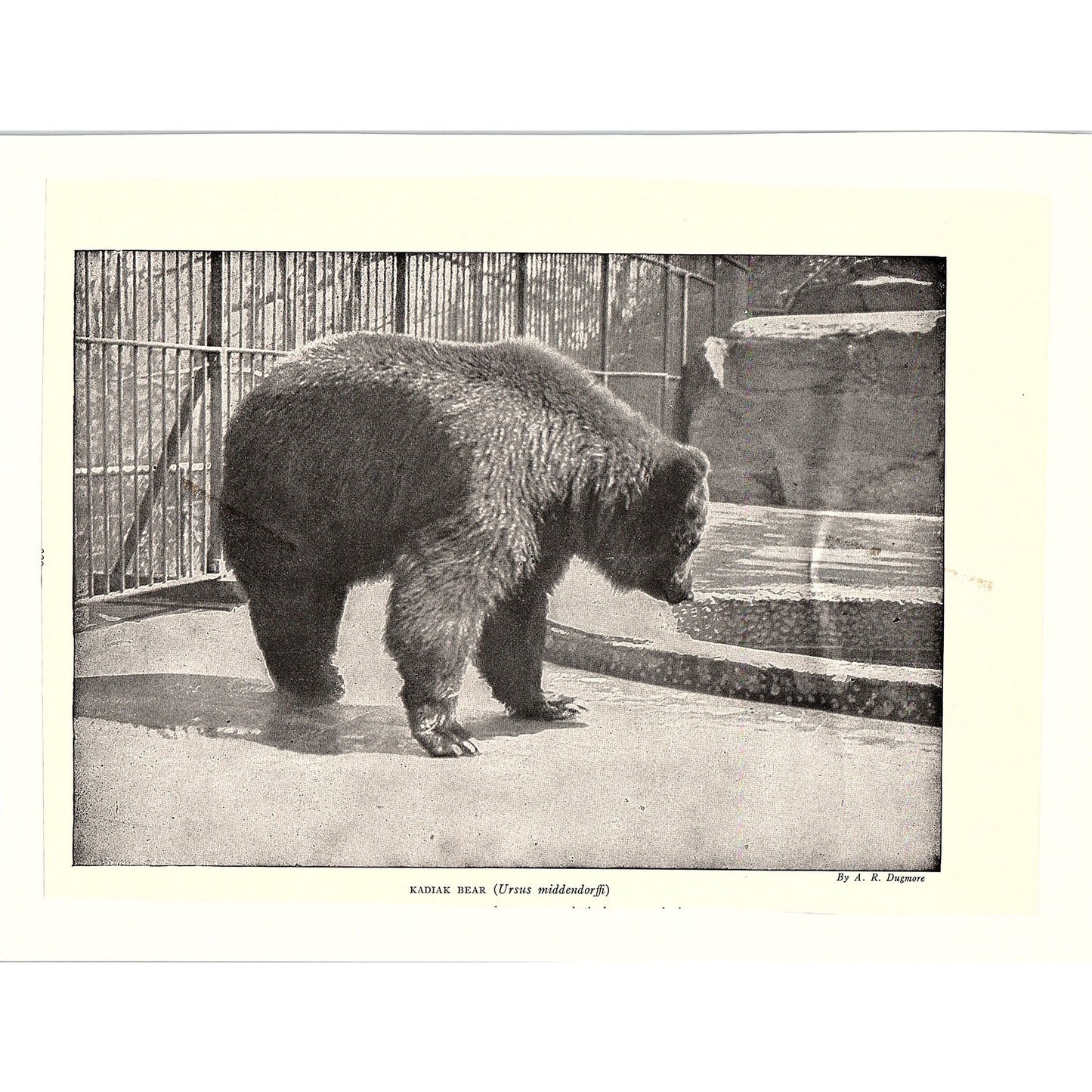 Kodiak Kadiak Bear Photo by A.R. Dugmore Vintage Art Print 6x9" V17