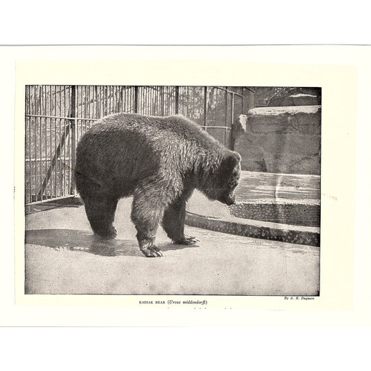 Kodiak Kadiak Bear Photo by A.R. Dugmore Vintage Art Print 6x9" V17