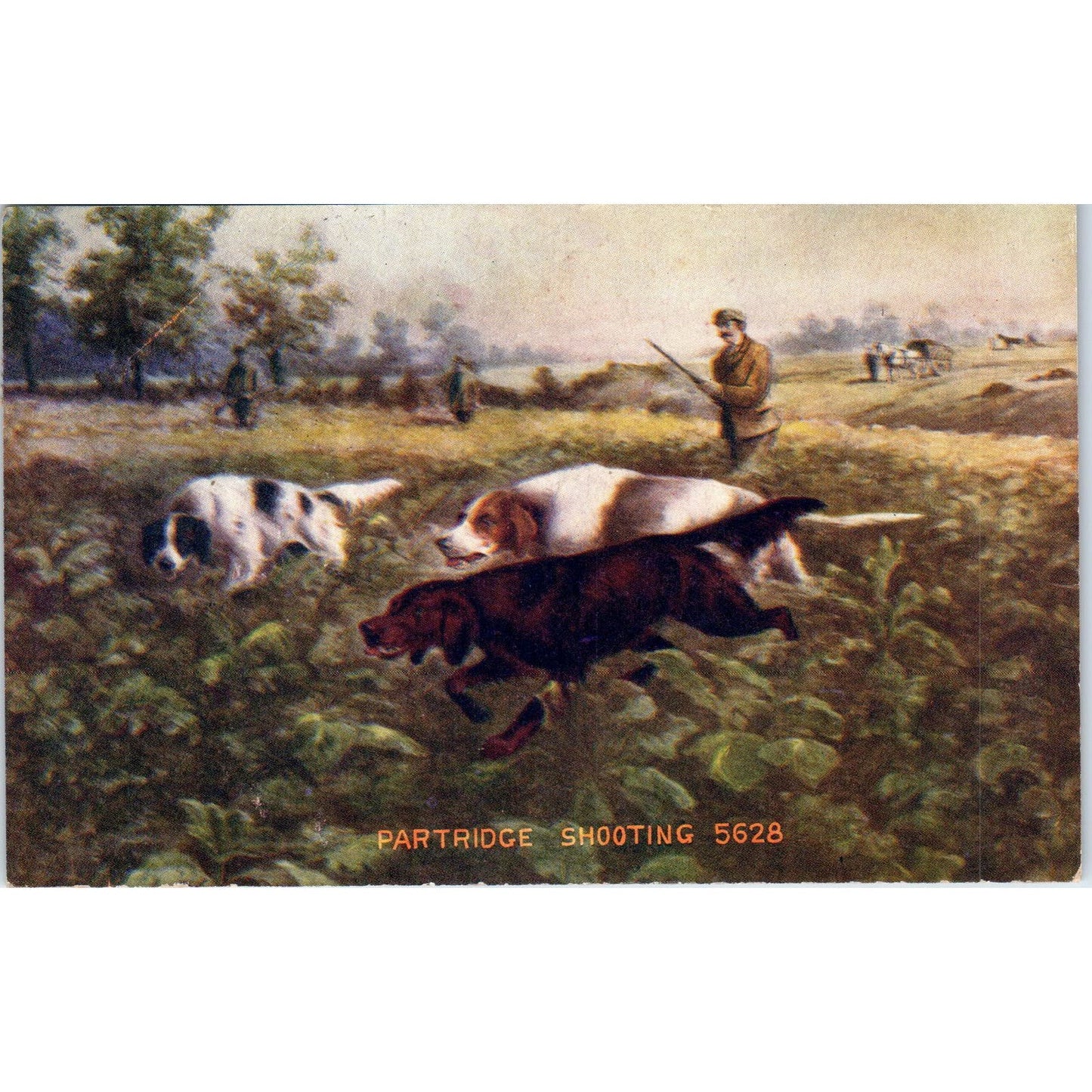 Partridge Shooting Bird Dog Hunting Pointers Illustration 1908 Postcard PD2