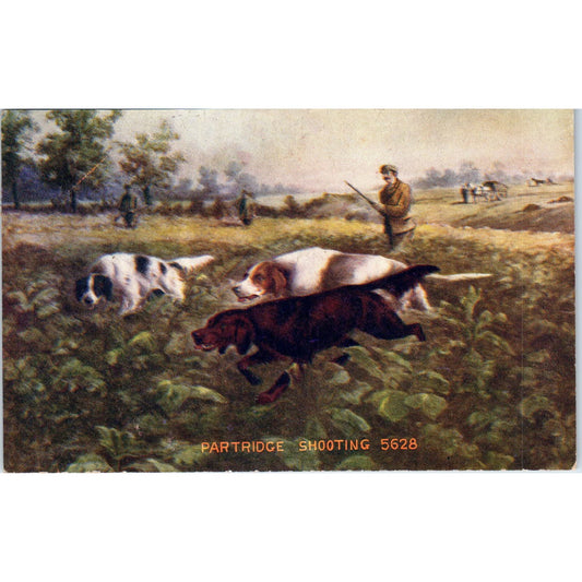 Partridge Shooting Bird Dog Hunting Pointers Illustration 1908 Postcard PD2