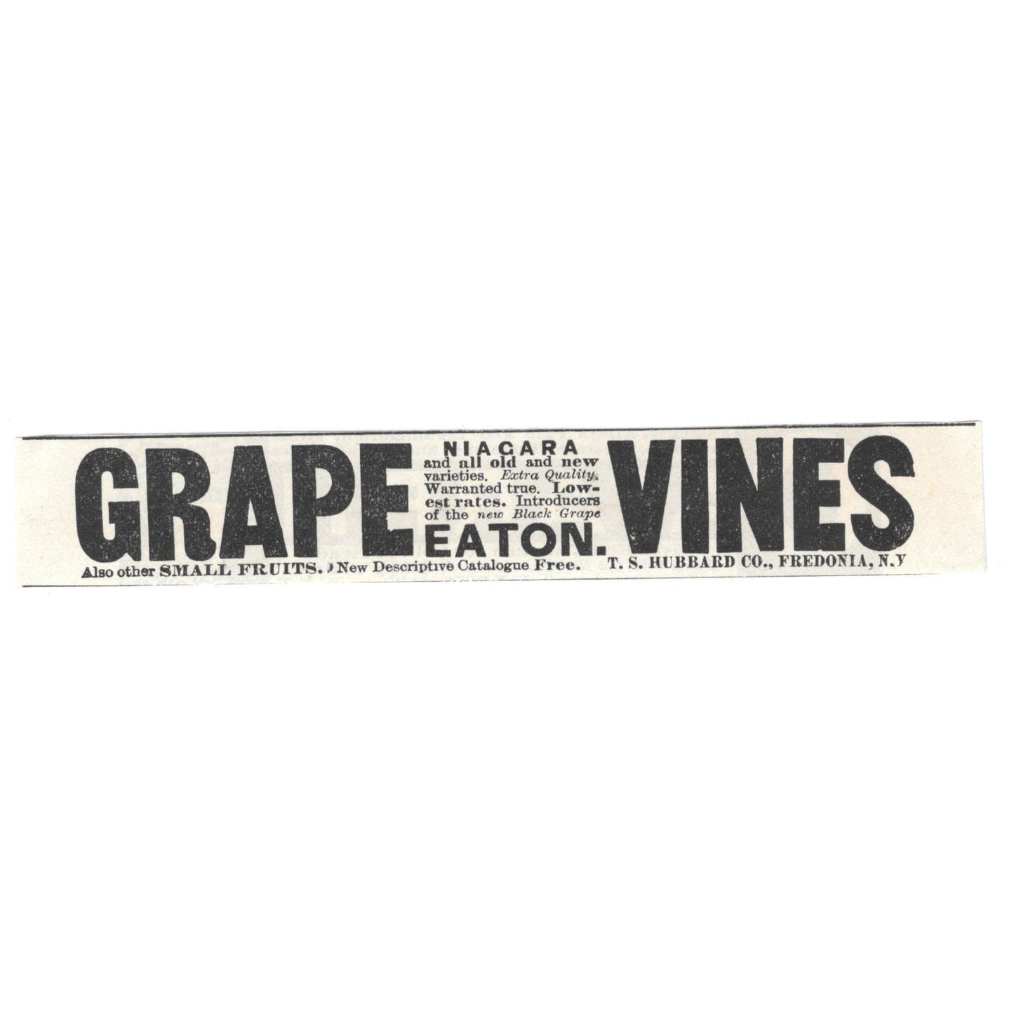 Grape Vines T.S. Hubbard Co. Fredonia NY c1890 Victorian Ad AE8-CH13