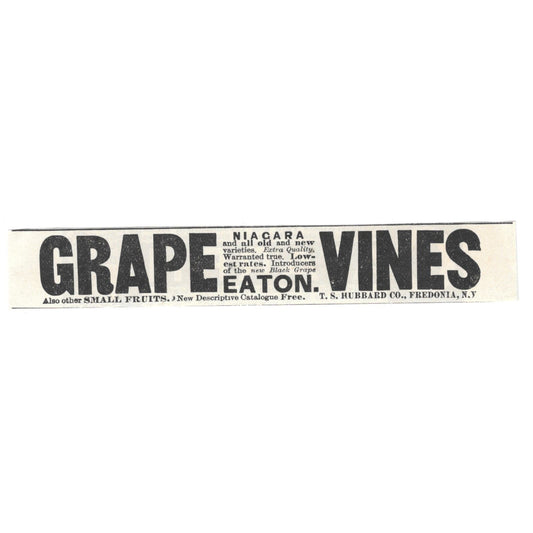 Grape Vines T.S. Hubbard Co. Fredonia NY c1890 Victorian Ad AE8-CH13