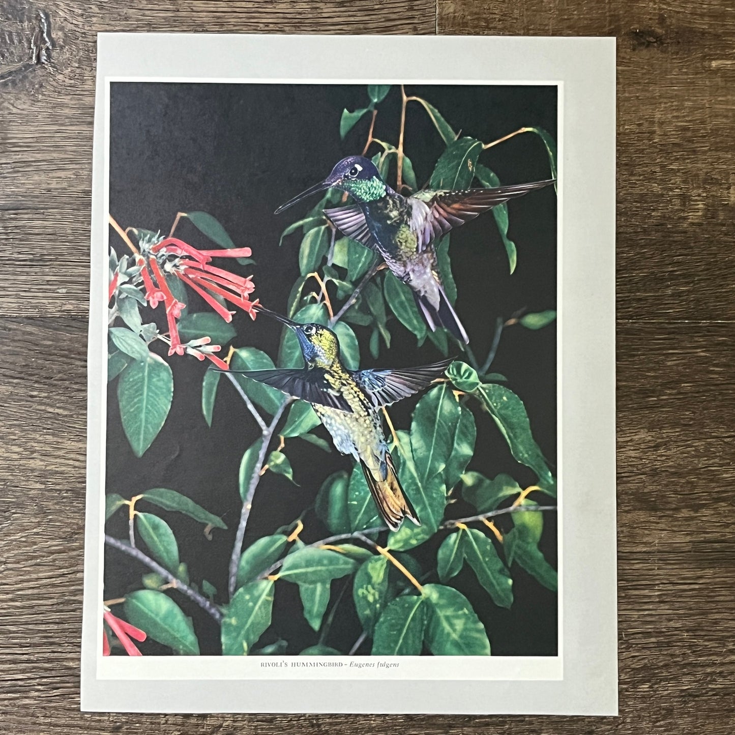 Rivoli's Hummingbird Eugenes Fulgens 9x11 Vintage Print V2