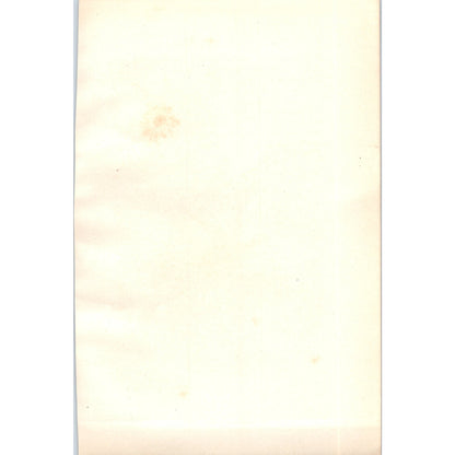 Spotted Fly-Catcher Bird 1903 Original Color Engraving Plate Print AD8-B8