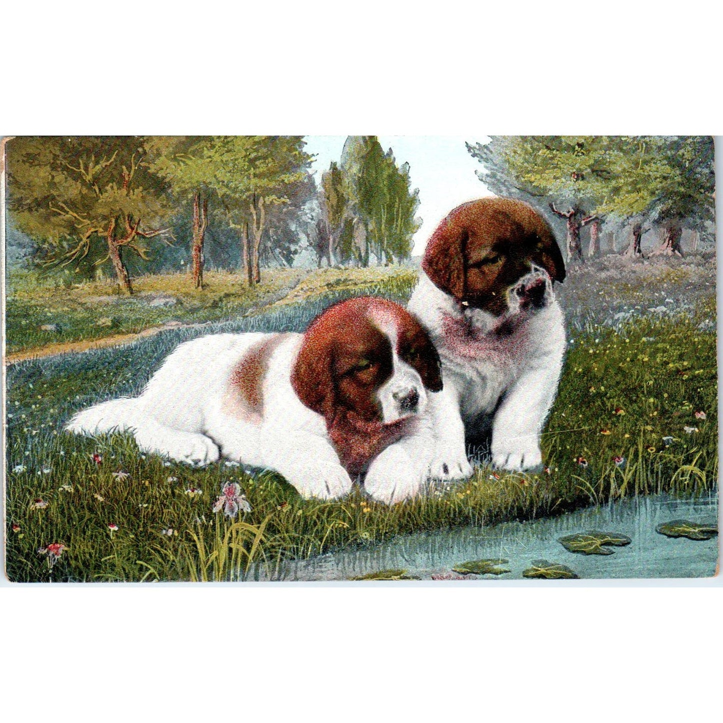 Saint Bernard Puppy Dog Illustration c1907 Postcard PD2