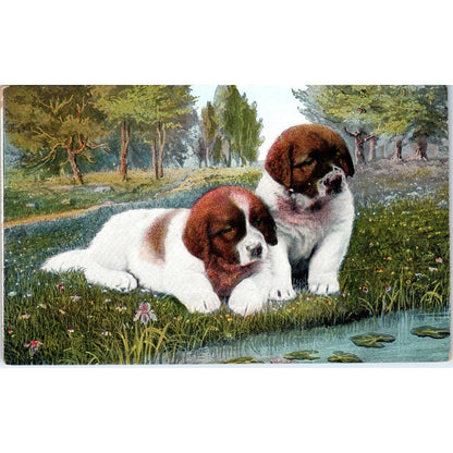 Saint Bernard Puppy Dog Illustration c1907 Postcard PD2