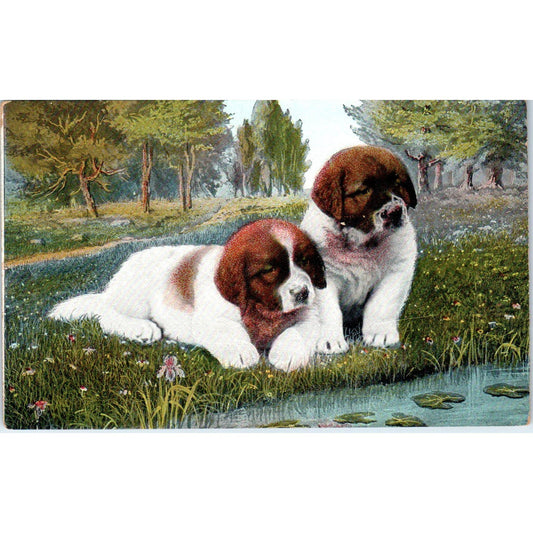 Saint Bernard Puppy Dog Illustration c1907 Postcard PD2