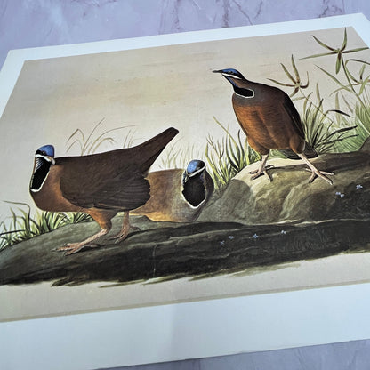 Blue Headed Ground Dove - John Audubon Vintage 11x15" Art Print V21