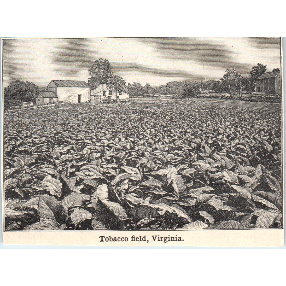 Tobacco Field in Virginia 1901 Engraving AF2-P2