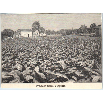 Tobacco Field in Virginia 1901 Engraving AF2-P2