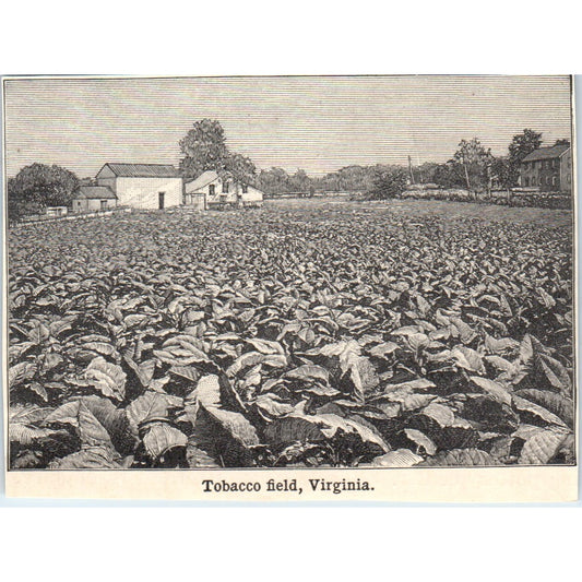 Tobacco Field in Virginia 1901 Engraving AF2-P2