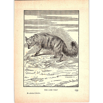 The Aard Wolf 1902 Engraving Plate AF4-H3