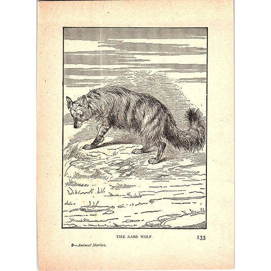 The Aard Wolf 1902 Engraving Plate AF4-H3