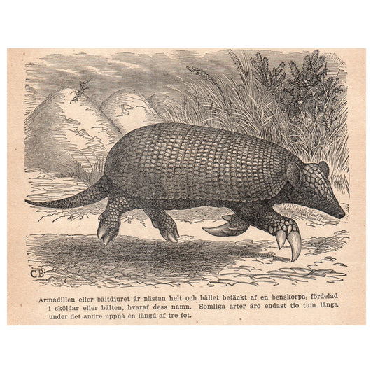 The Armadillo 1909 Swedish Engraving Print AF5-15