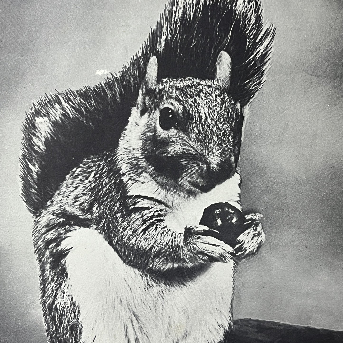 Squirrel Eating Acorn Black and White Photo Print Kitsch 8x10 Art Print V2