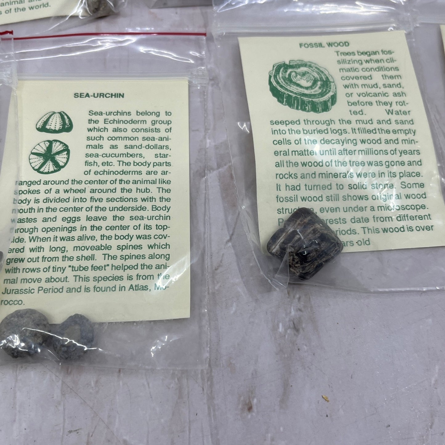 Set 11 Real Fossil Specimens w/ Identification Cards Pelecypod Dinosaur Bone TG7
