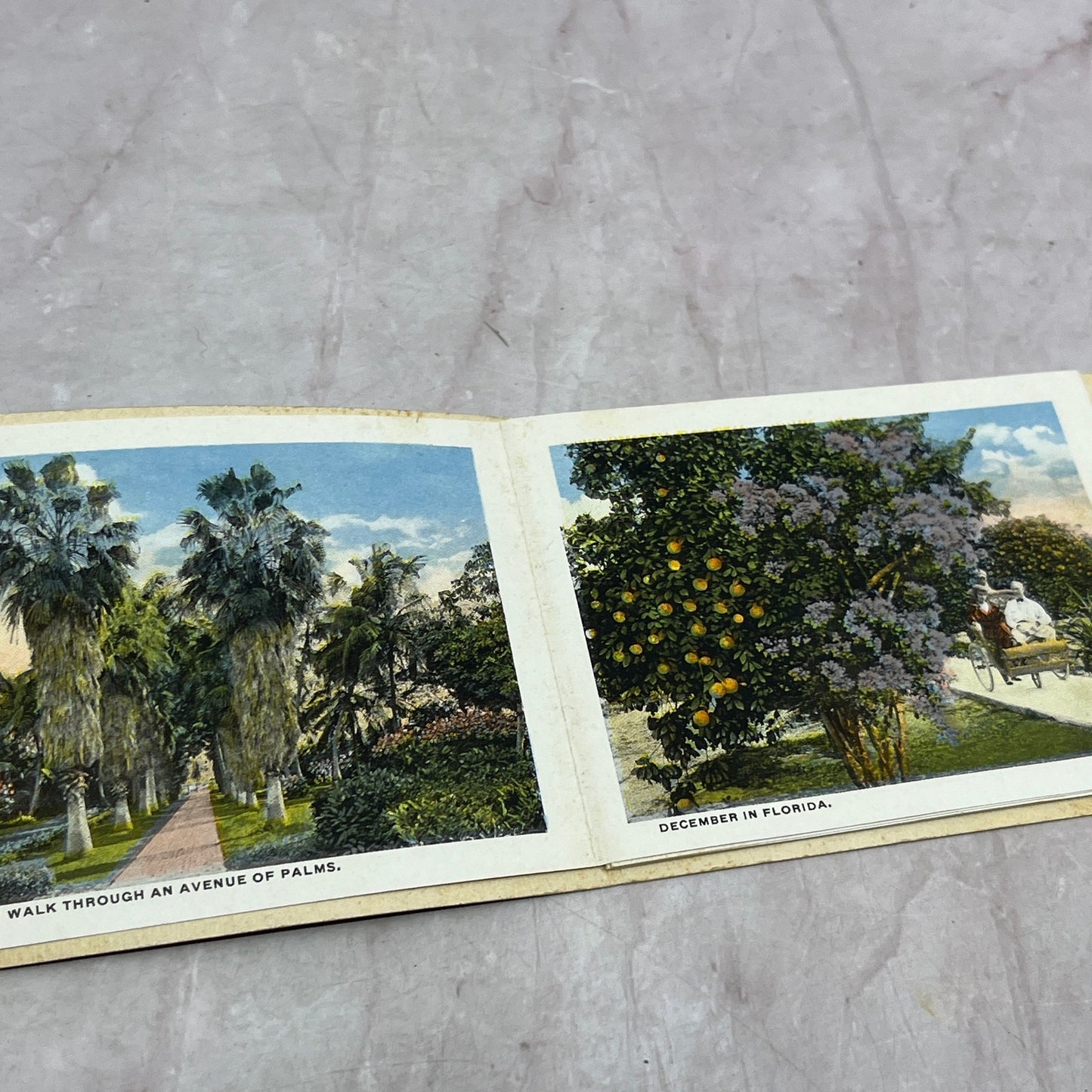 c1910 Come to Florida Souvenir Postcard Photo Booklet SD2