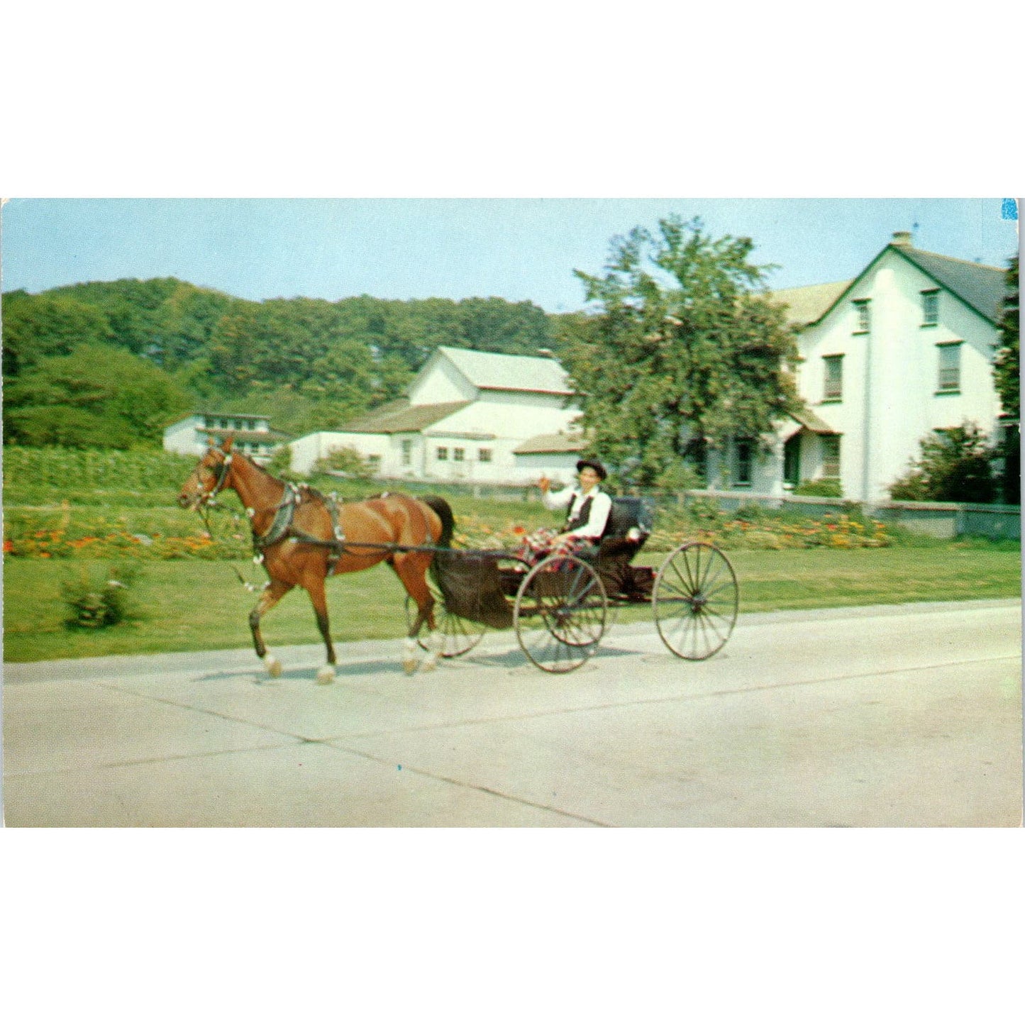 Amish Boy in Horse and Buggy Pennsylvania Dutch Country Postcard PD8