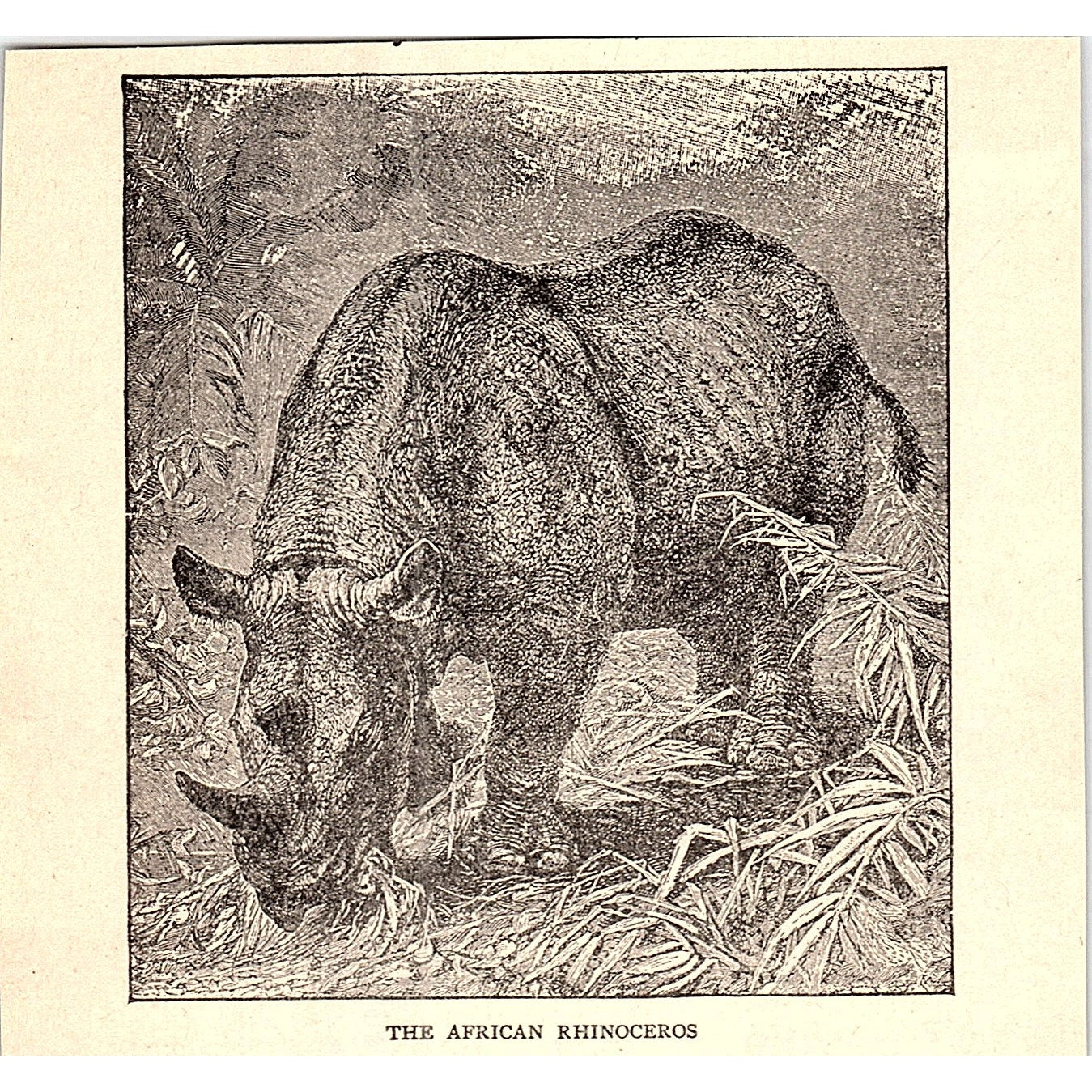 The African Rhinoceros 1902 Engraving Plate AF4-H2