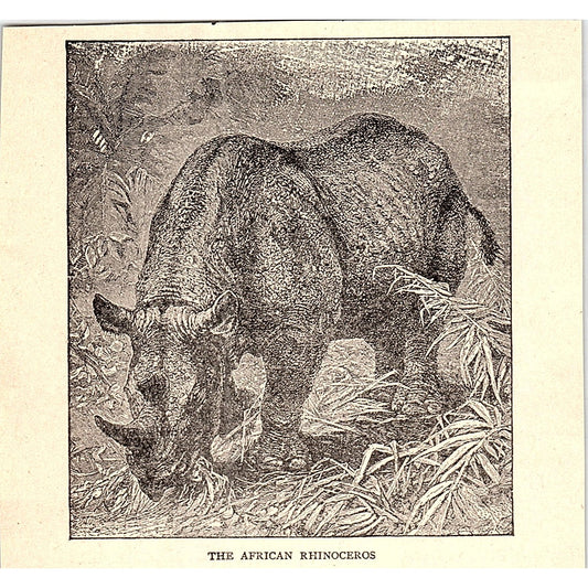 The African Rhinoceros 1902 Engraving Plate AF4-H2