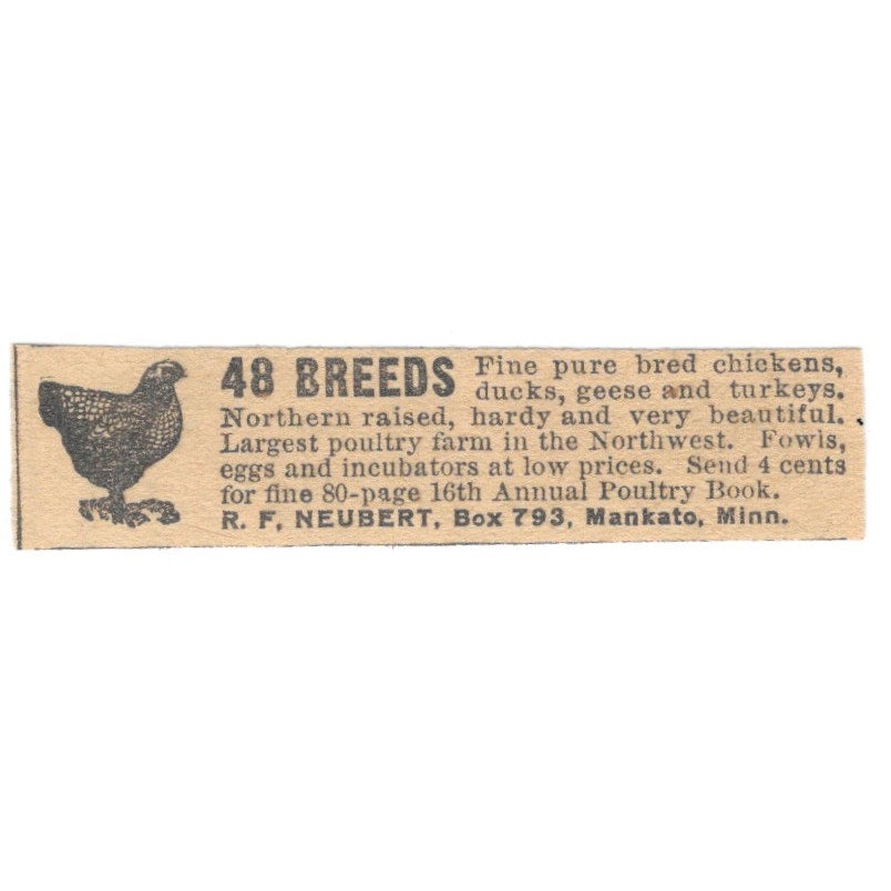R.F. Neubert Chickens Mankato MN 1910 Magazine Ad AF1-SS8