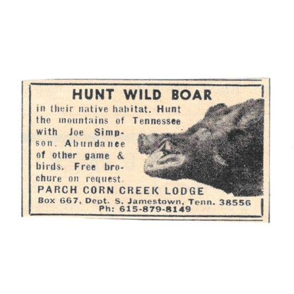 Hunt Wild Boar Joe Simpson Parch Corn Creek Lodge S. Jamestown TN 1977 Ad AF6-S2