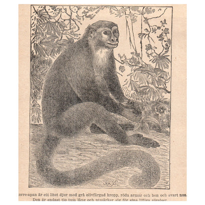 Marmoset Corre Monkey 1909 Swedish Engraving Print AF5-14