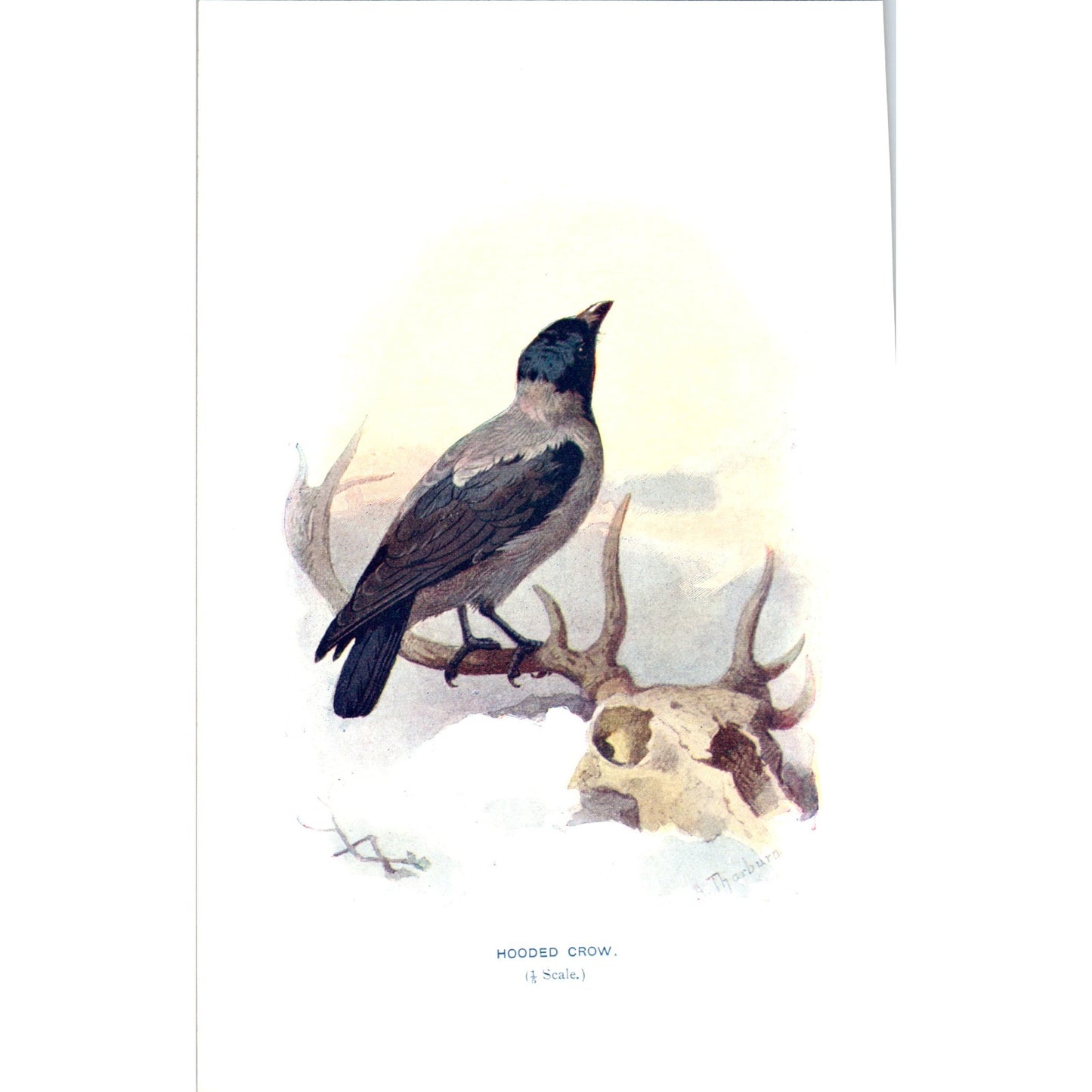 Hooded Crow Bird 1903 Original Color Engraving Plate Print AD8-B5