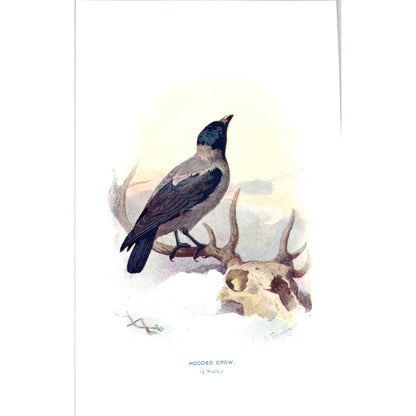 Hooded Crow Bird 1903 Original Color Engraving Plate Print AD8-B5