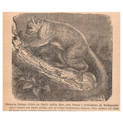 Garnett's Galago belongs to family of aplica animals 1909 Engraving Print AF5-16