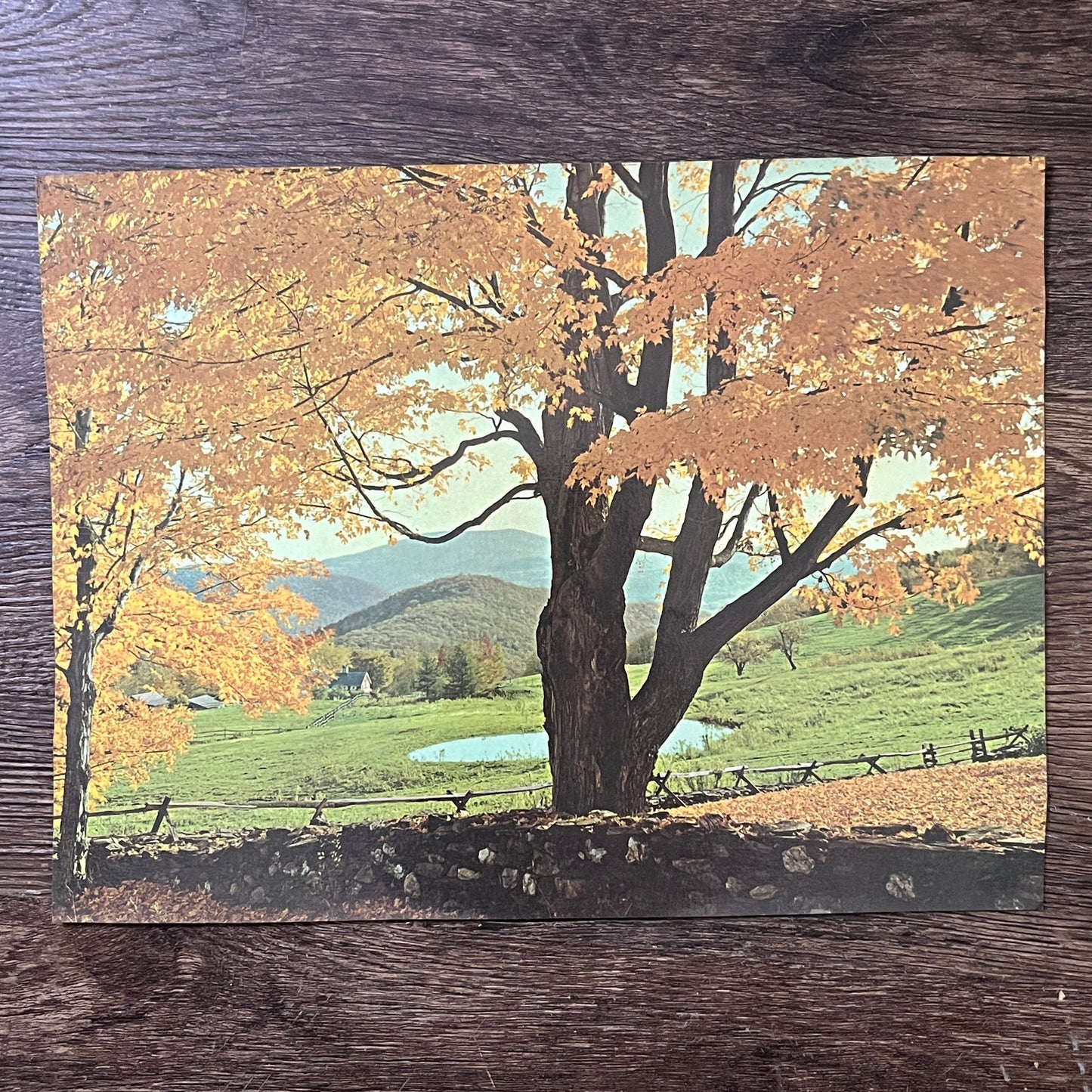 Retro Kitsch 1970s Fall Autumn Trees Scene Photo Print - 9x12 Vintage Print V3