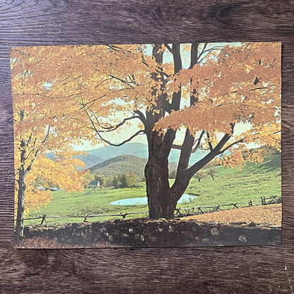 Retro Kitsch 1970s Fall Autumn Trees Scene Photo Print - 9x12 Vintage Print V3