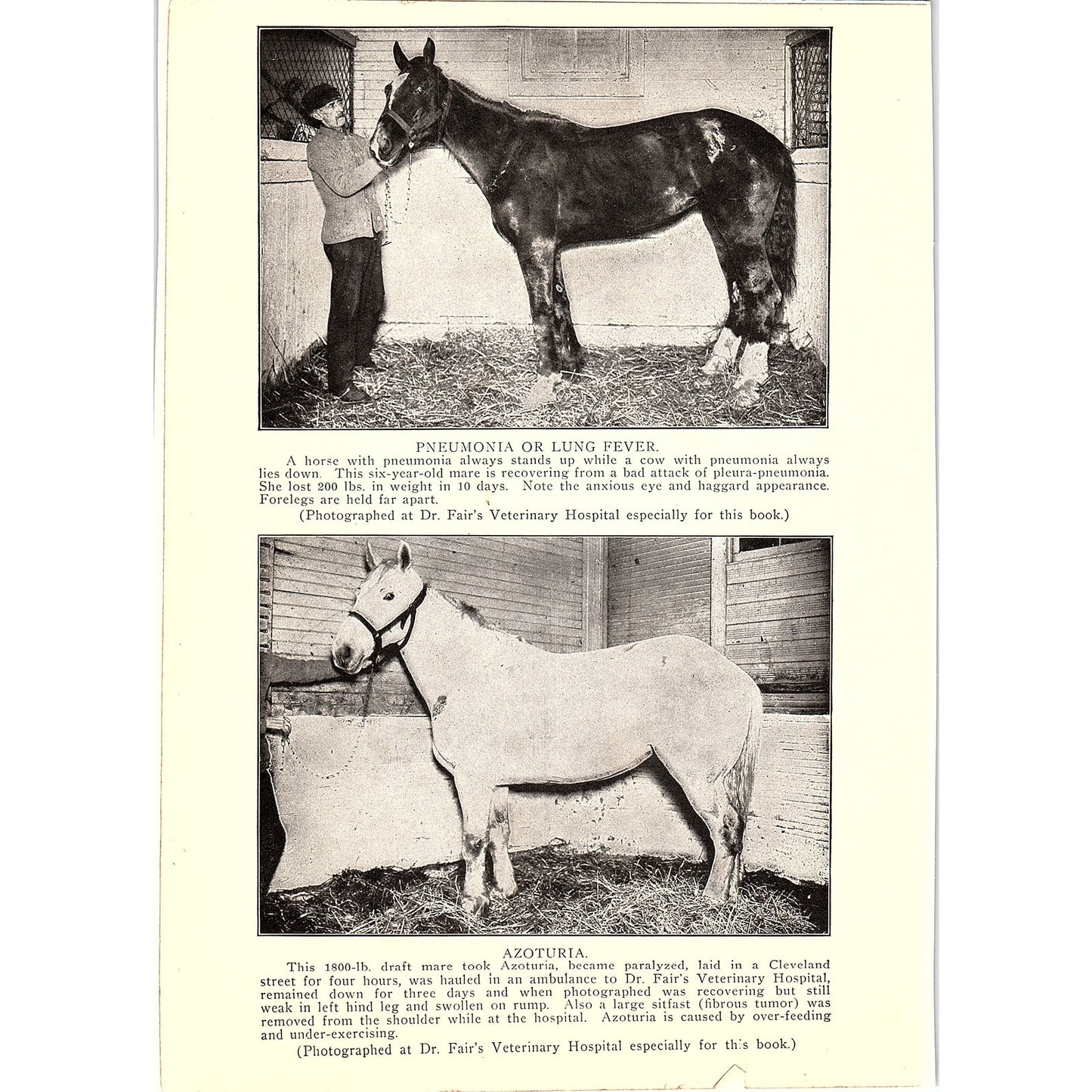 Photos of Horses at Dr. Fair's Veterinary Hospital Vintage Art Print 6x9" V17