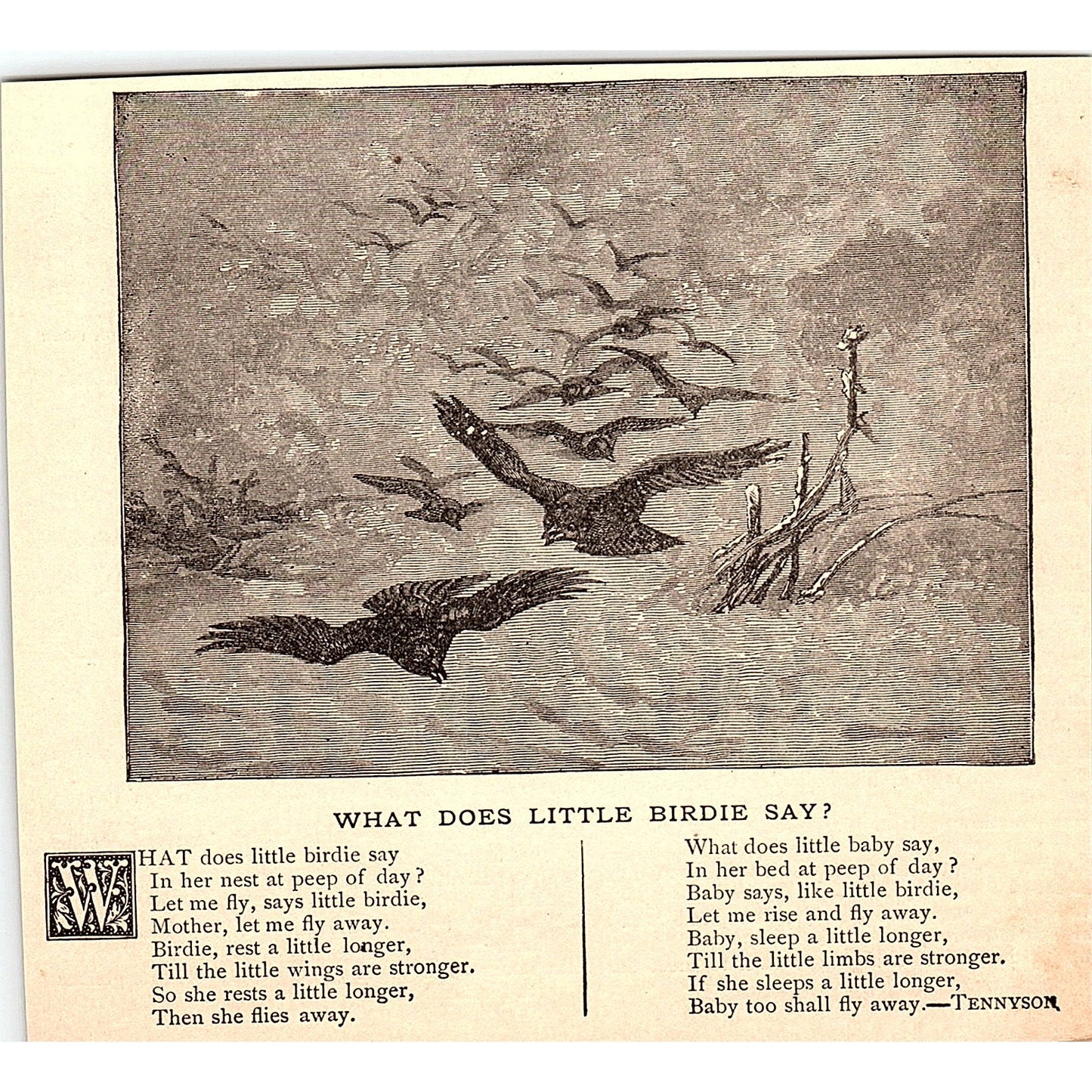 What Does Little Birdie Say - Tennyson 1884 Poem AG3-1