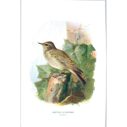 Spotted Fly-Catcher Bird 1903 Original Color Engraving Plate Print AD8-B8