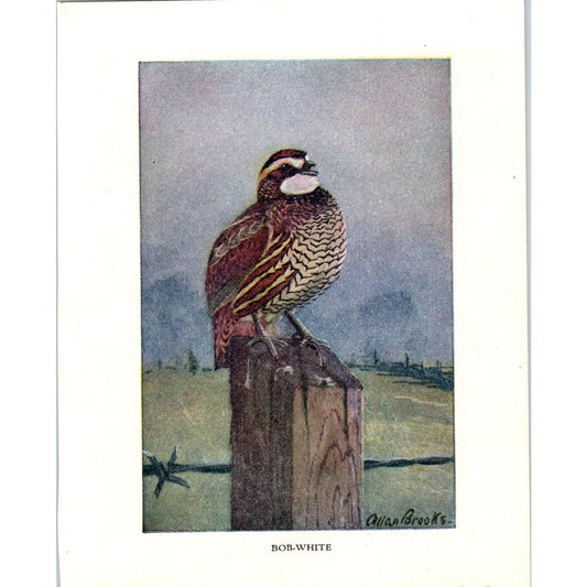 Bob-White 4.5x.6.25" Allan Brooks 1934 Bird Book Painting Print AF1-BB