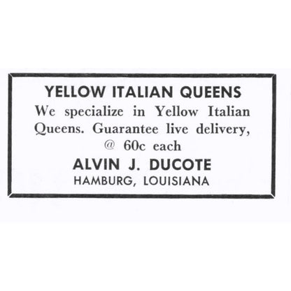 Alvin J. Ducote Yellow Italian Queen Bees Hamburg LA 1964 Magazine Ad AK6-S15