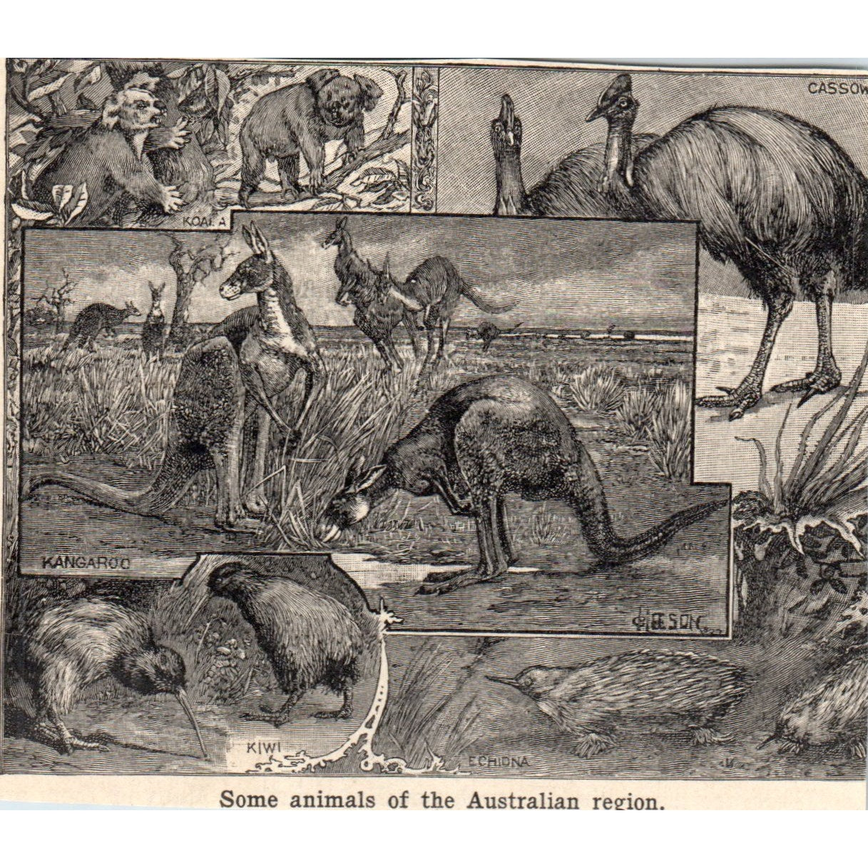 Animals Australia Kiwi Kangaroo Cassow Koala Echidna 1901 Engraving AF2-A6