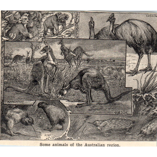 Animals Australia Kiwi Kangaroo Cassow Koala Echidna 1901 Engraving AF2-A6