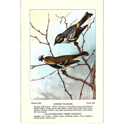 Myrtle Warbler, Black-Throated Green Warbler Birds 1901 Engraving Plate AF3-11