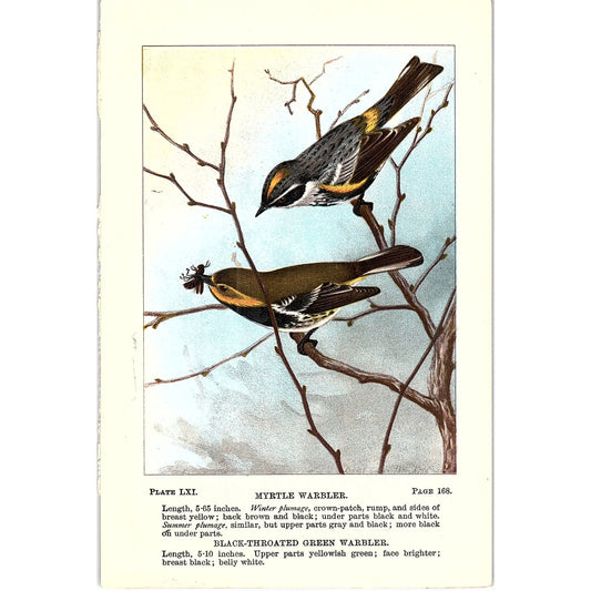 Myrtle Warbler, Black-Throated Green Warbler Birds 1901 Engraving Plate AF3-11