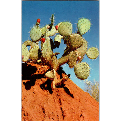 Prickly Pear Desert Cactus Arizona Vintage Postcard PE3