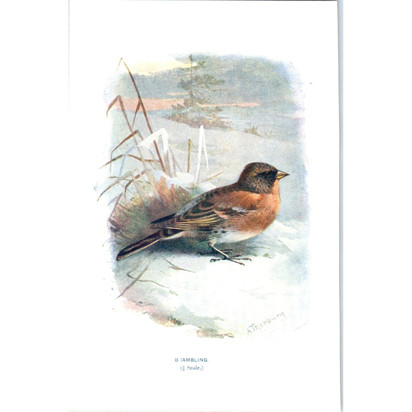 Brambling Bird 1903 Original Color Engraving Plate Print AD8-B8